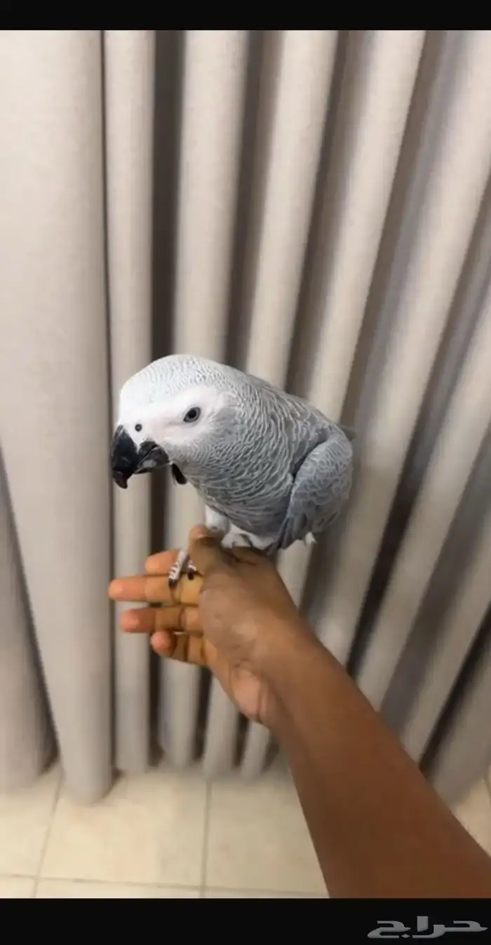 فرخ كاسكو انتاج محلي 2