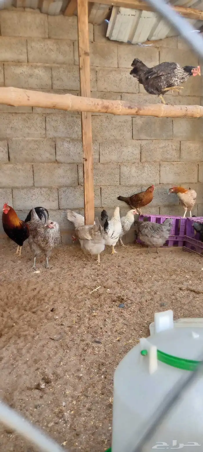 دجاج بلدي بياض ونضيف احجام كبيره 14 دجاجه و 2 ادياك اخوان ج0 6