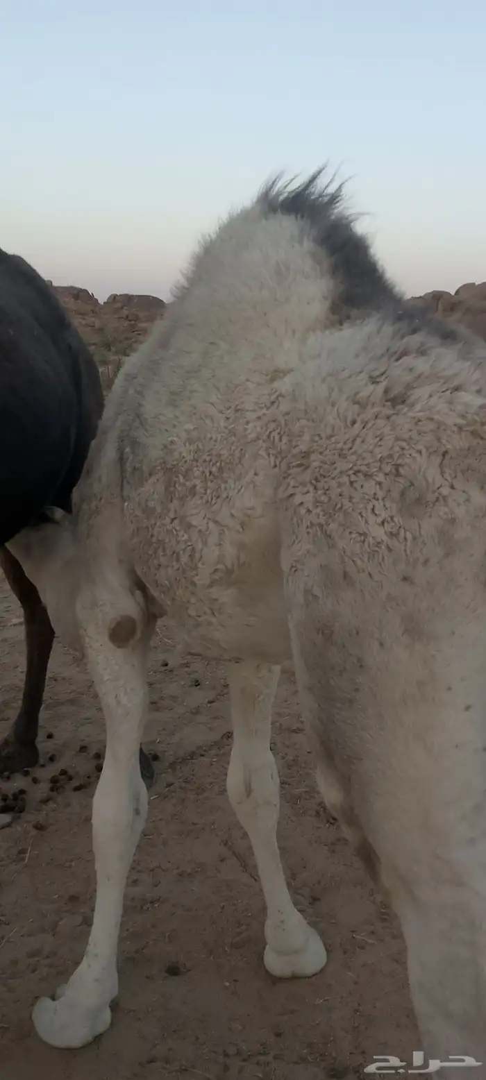 قعود للبيع 0