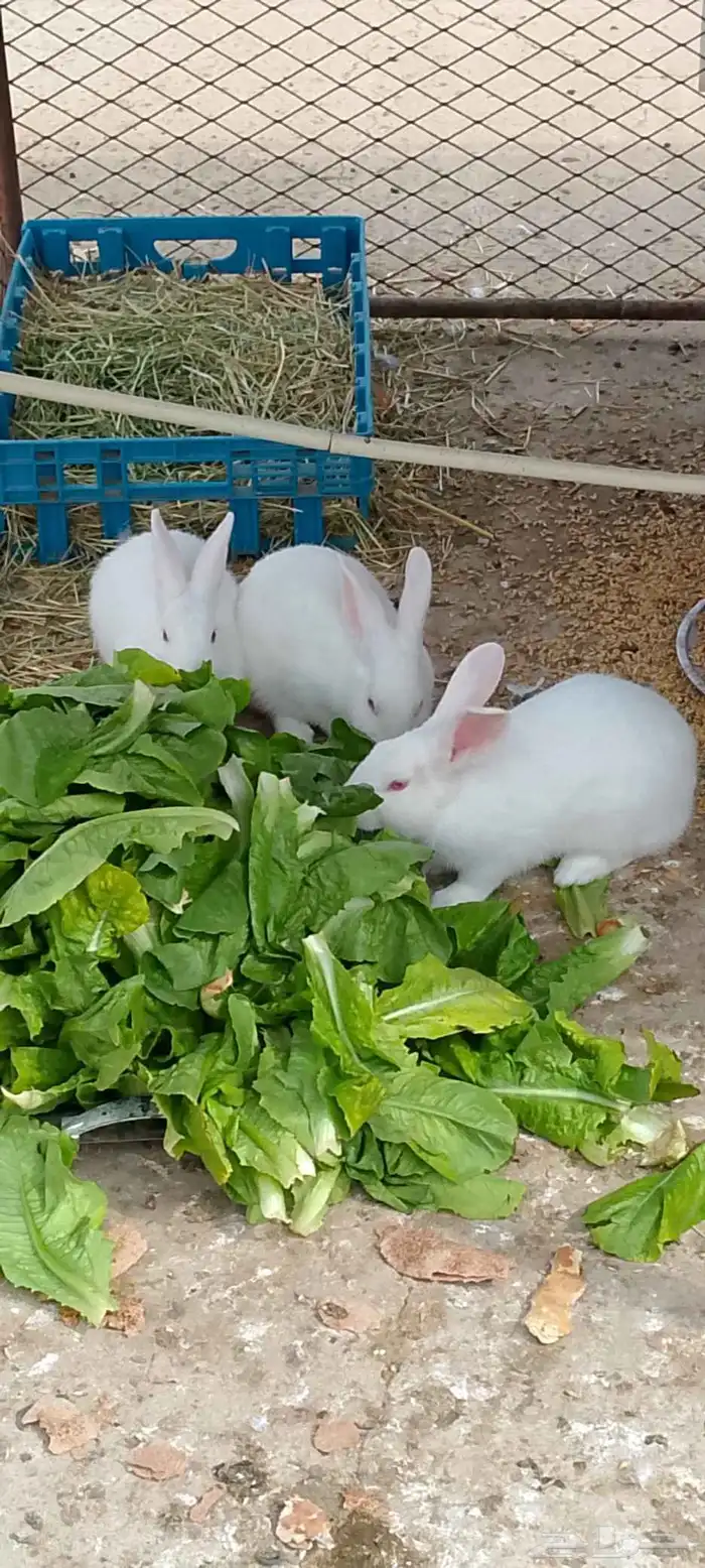 ارانب فرنسي ماشاءالله تبارك الله 0