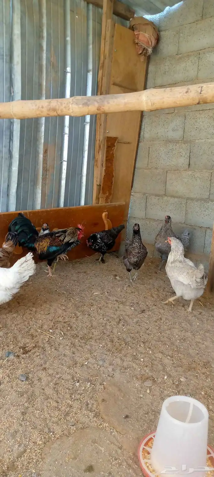 دجاج بلدي بياض ونضيف احجام كبيره 14 دجاجه و 2 ادياك اخوان ج0 2