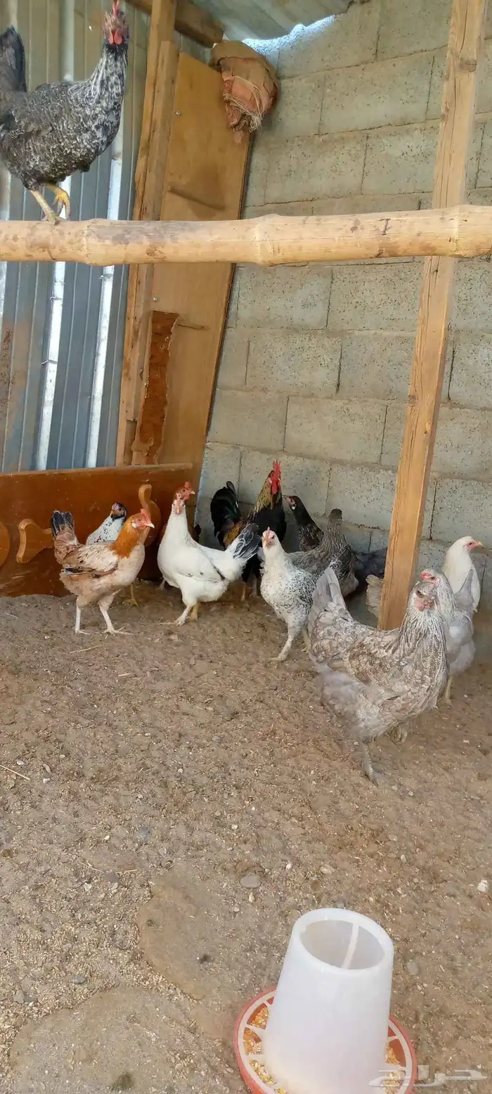 دجاج بلدي بياض ونضيف احجام كبيره 14 دجاجه و 2 ادياك اخوان ج0 0