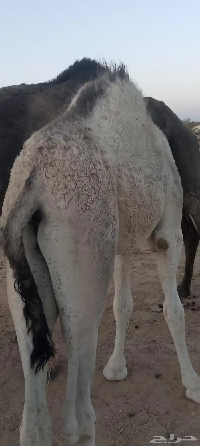 قعود للبيع 1