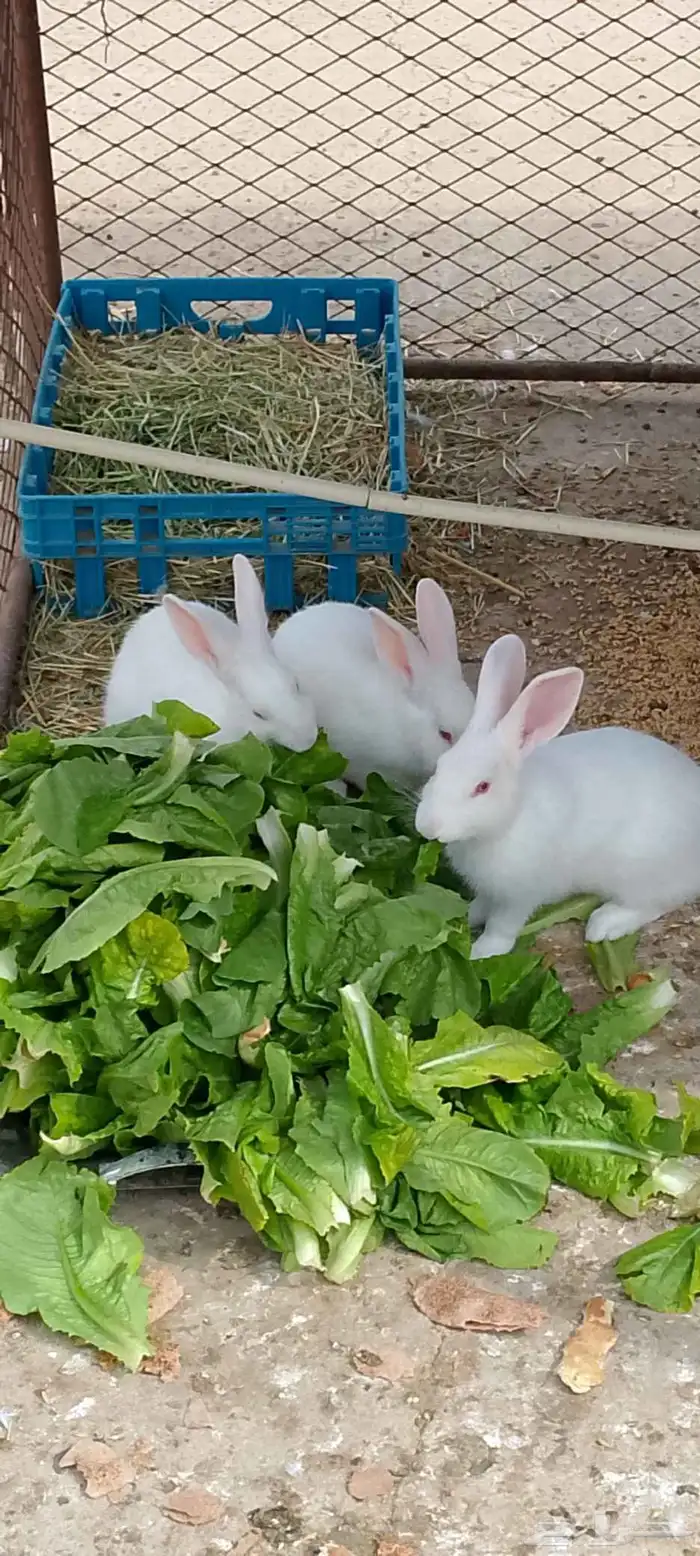 ارانب فرنسي ماشاءالله تبارك الله 1