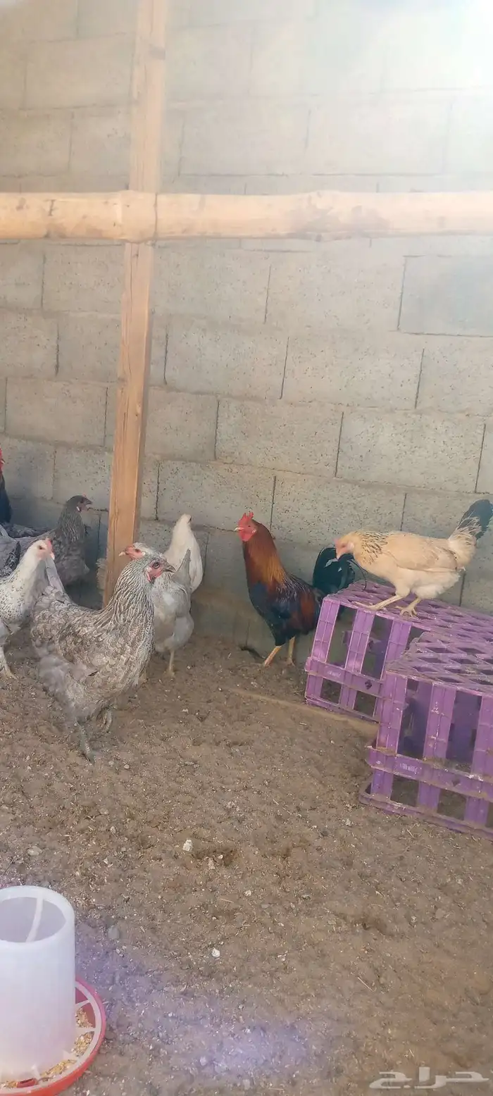 دجاج بلدي بياض ونضيف احجام كبيره 14 دجاجه و 2 ادياك اخوان ج0 4