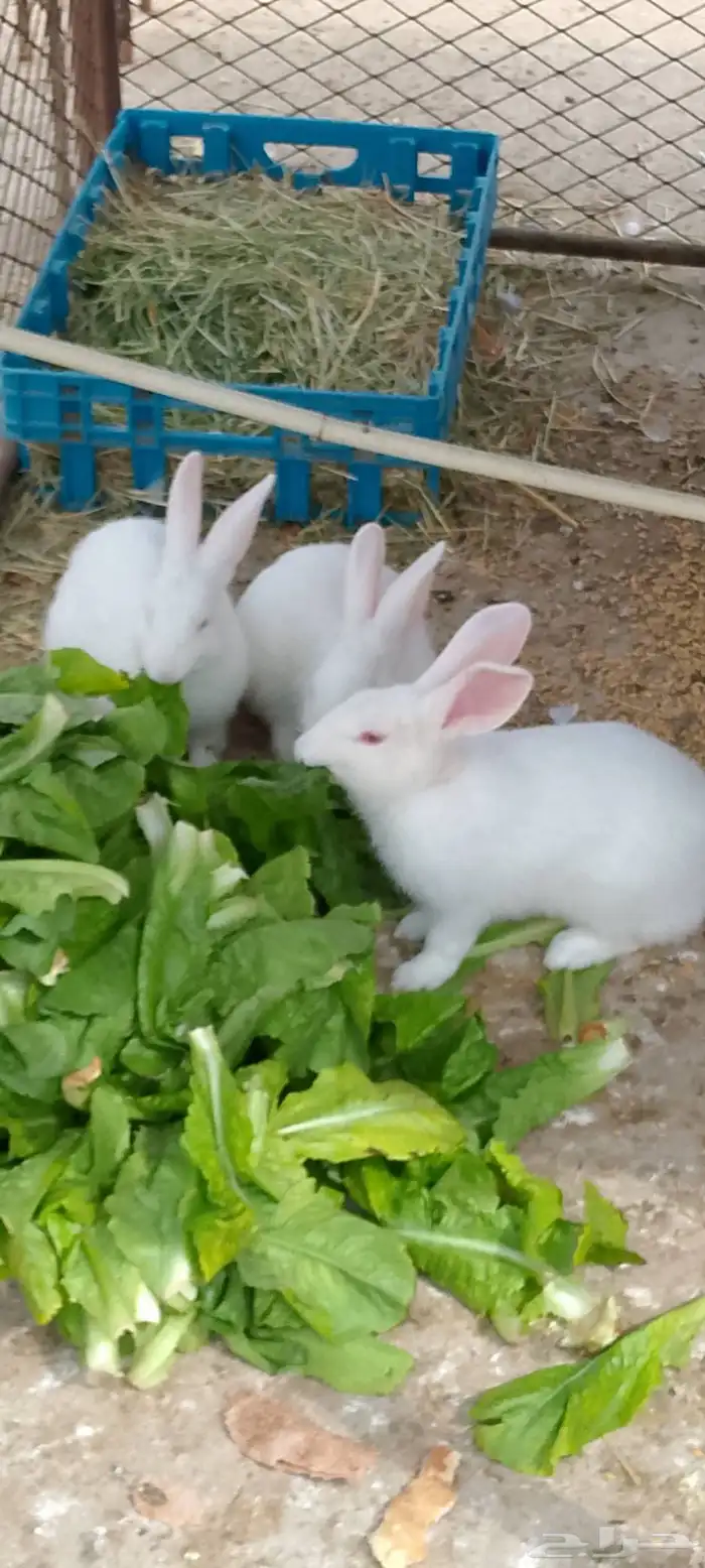 ارانب فرنسي ماشاءالله تبارك الله 2