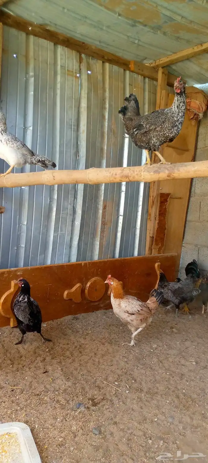 دجاج بلدي بياض ونضيف احجام كبيره 14 دجاجه و 2 ادياك اخوان ج0 7