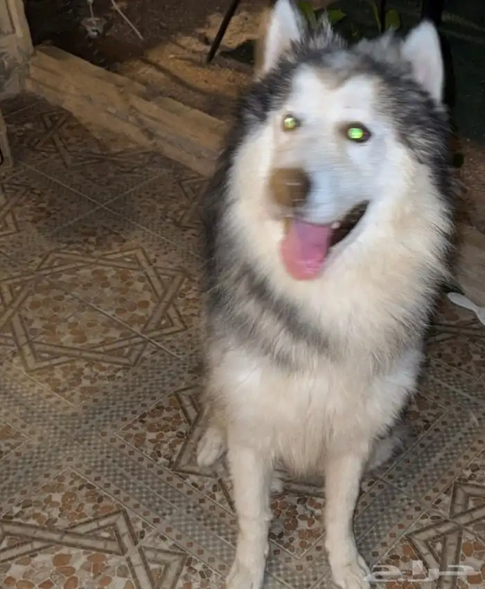 هاسكي للبيع 1