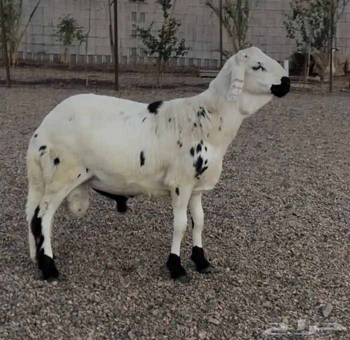 سواكن مربى ذبيحه 3