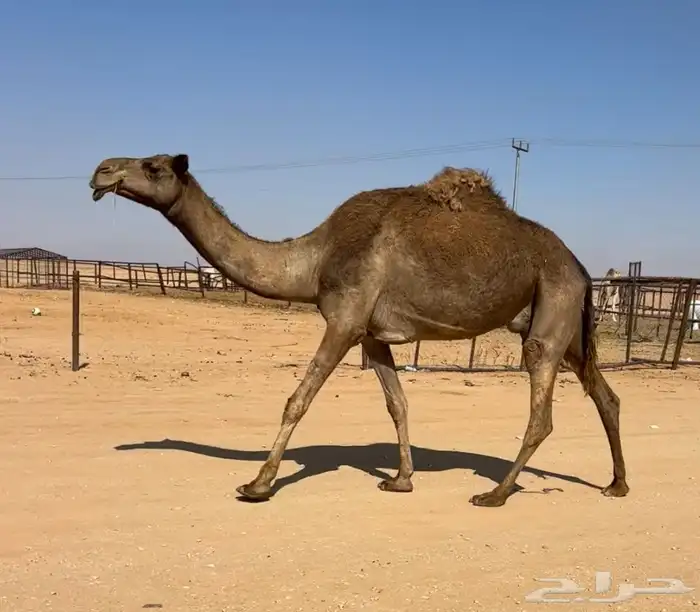 عشرا شعلا معها بكره 0