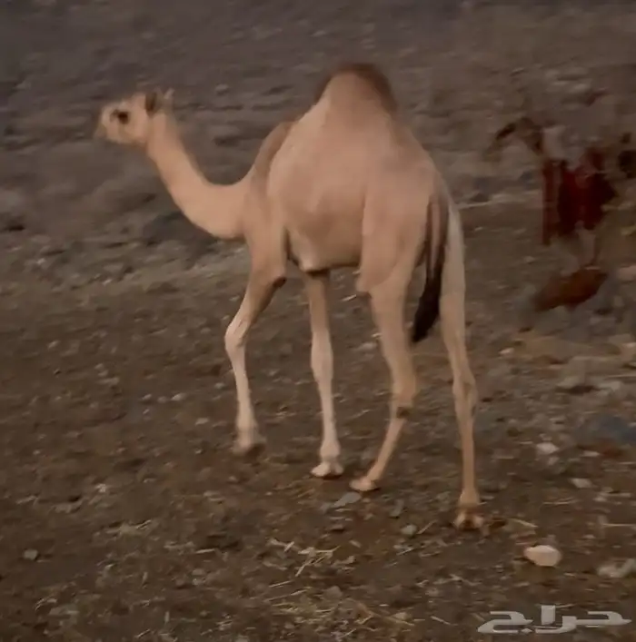 بكره لبنيه للبيع 1