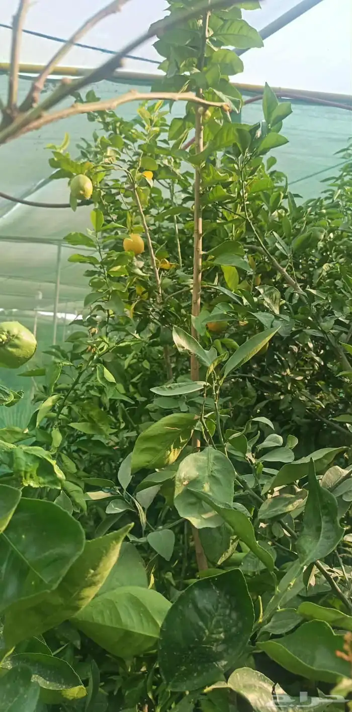 تيل طبيعي واشجار طبيعي وزارع طبيعي 6