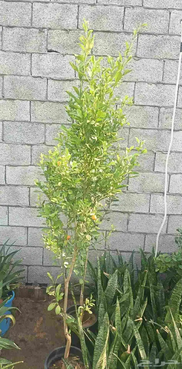 تيل طبيعي واشجار طبيعي وزارع طبيعي 9