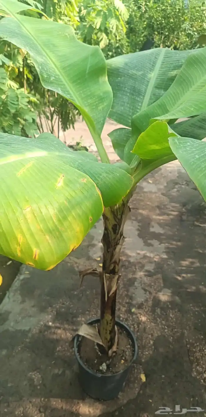 تيل طبيعي واشجار طبيعي وزارع طبيعي 8