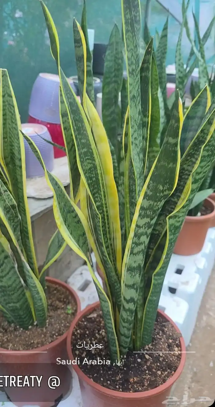 الطائف. الحوية رحاب 2