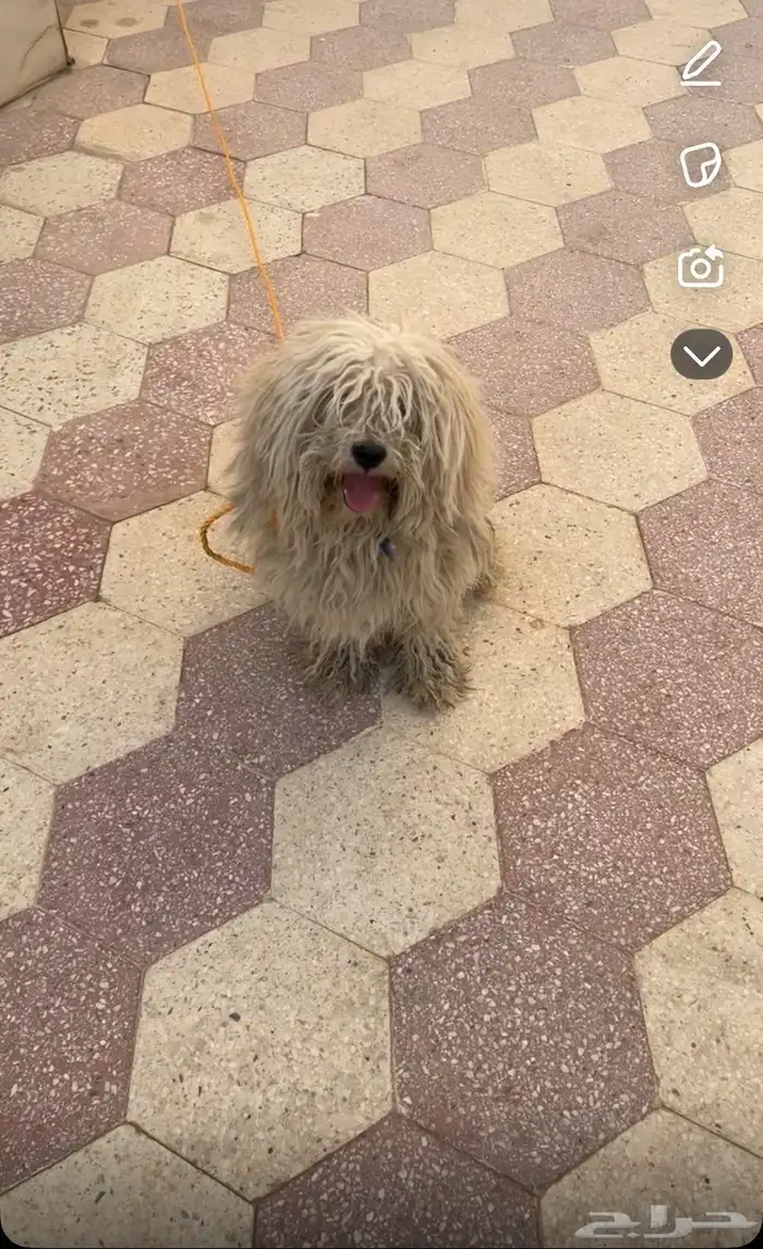 كلب مالتيز للبيع 0