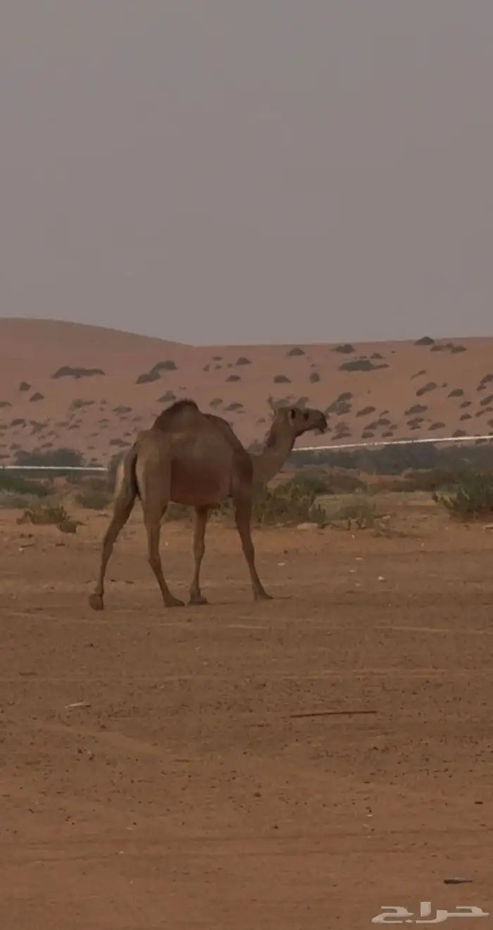 عشراء ضريبه 0