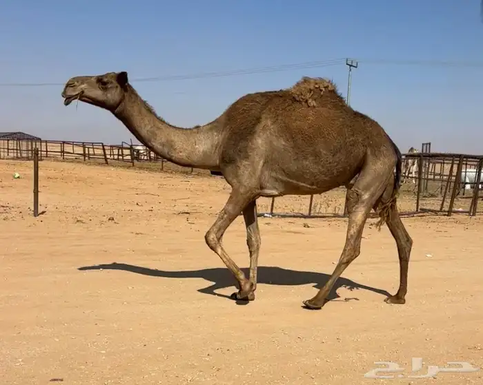 عشرا شعلا معها بكره 4