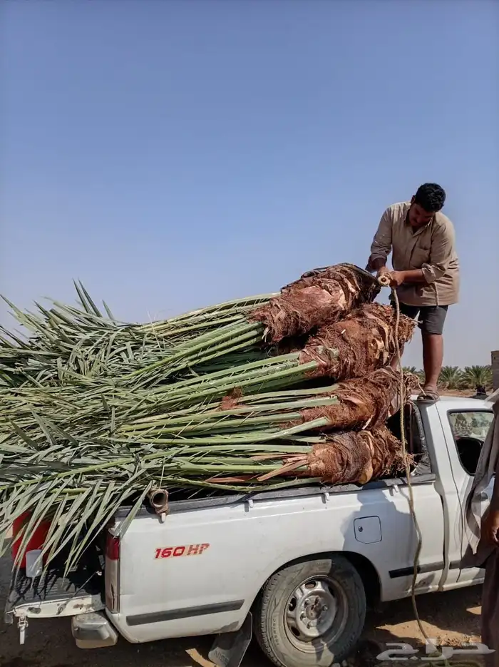 يتوفر لديناء جميع انوع انخيل المثمرة وزينه 1