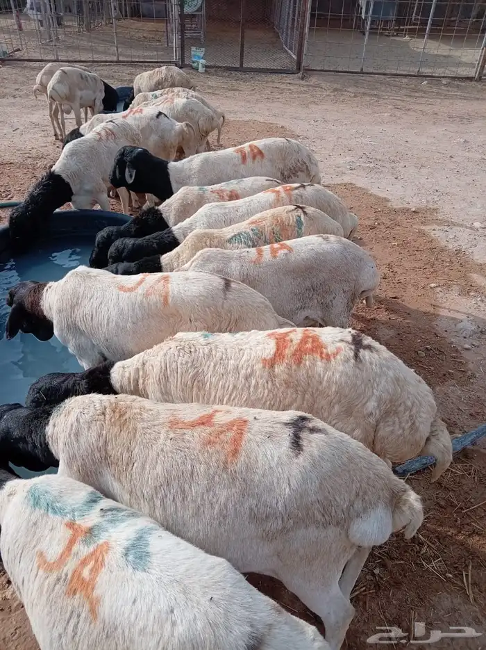 برابر وتيوس جملة وتفريد   وفر لنفسك قبل ما يطير العرض 6