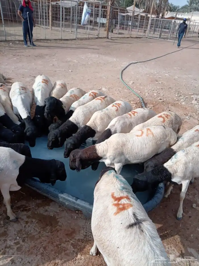 بربري وتيوس وزن طيب ومربي 1