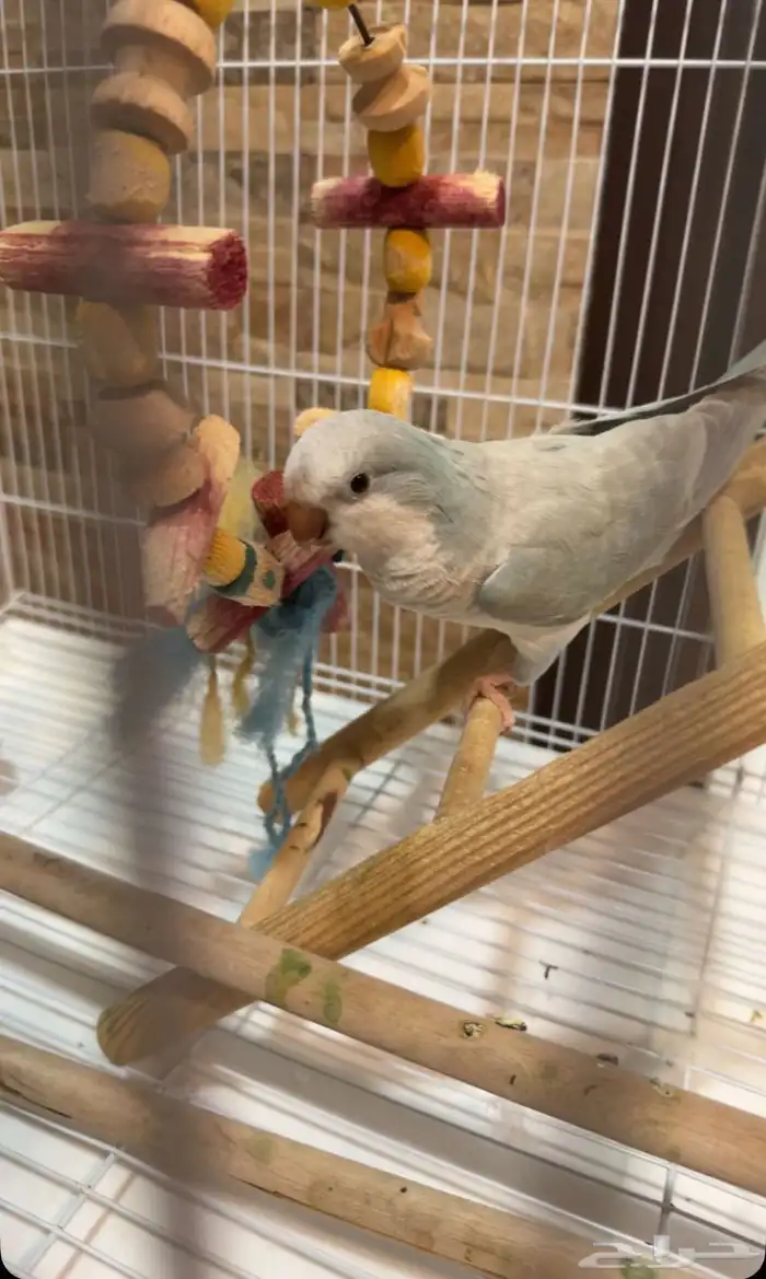 للبيع طير كو يكر الموقع الخبر الدمام مع مستلزماته كامله 3