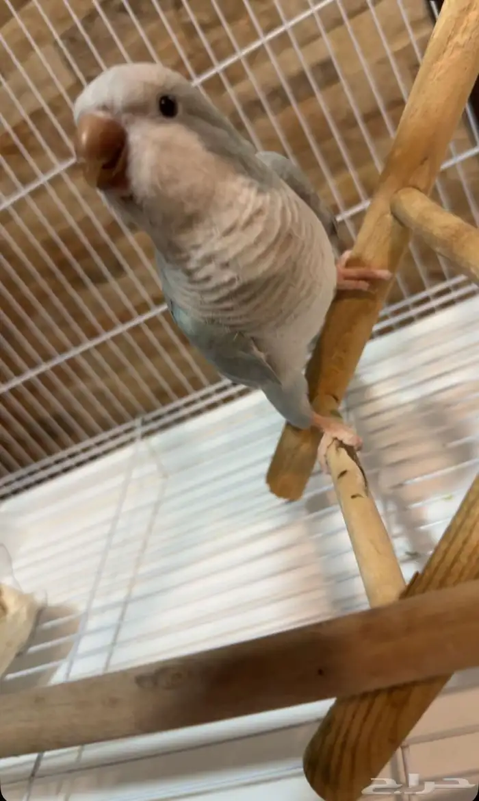 للبيع طير كو يكر الموقع الخبر الدمام مع مستلزماته كامله 6