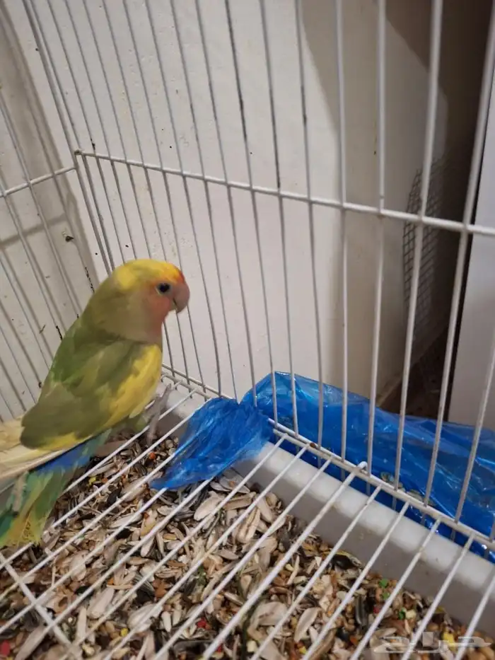 ذكر روز مع تحليل لاتينو اورنج فيس العمر 6 شهور نشبط ومغرد 1