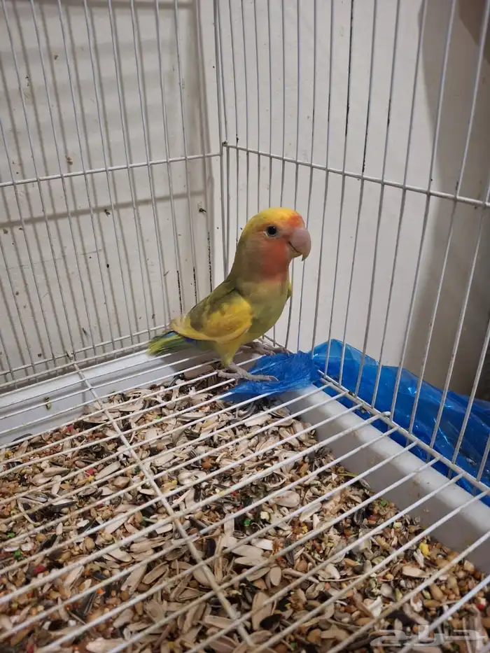 ذكر روز مع تحليل لاتينو اورنج فيس العمر 6 شهور نشبط ومغرد 4