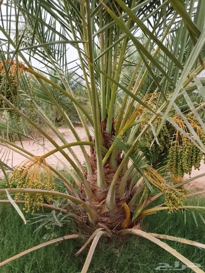 نخل مثمر للبيع خلاص برحي هلالي سكري شيشي صقعي نخيل واشنطني 3