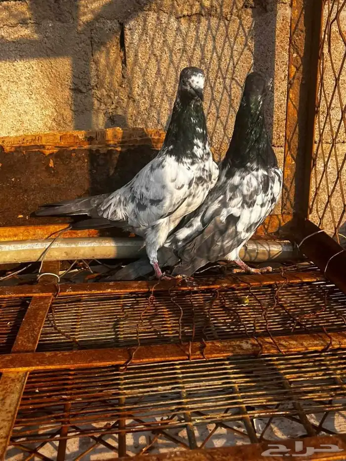 حمام باكستاني للبيع دماء قوية 13