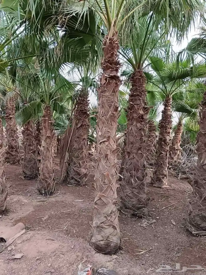 نخيل للبيع العربي والواشنطني لتواصل 1