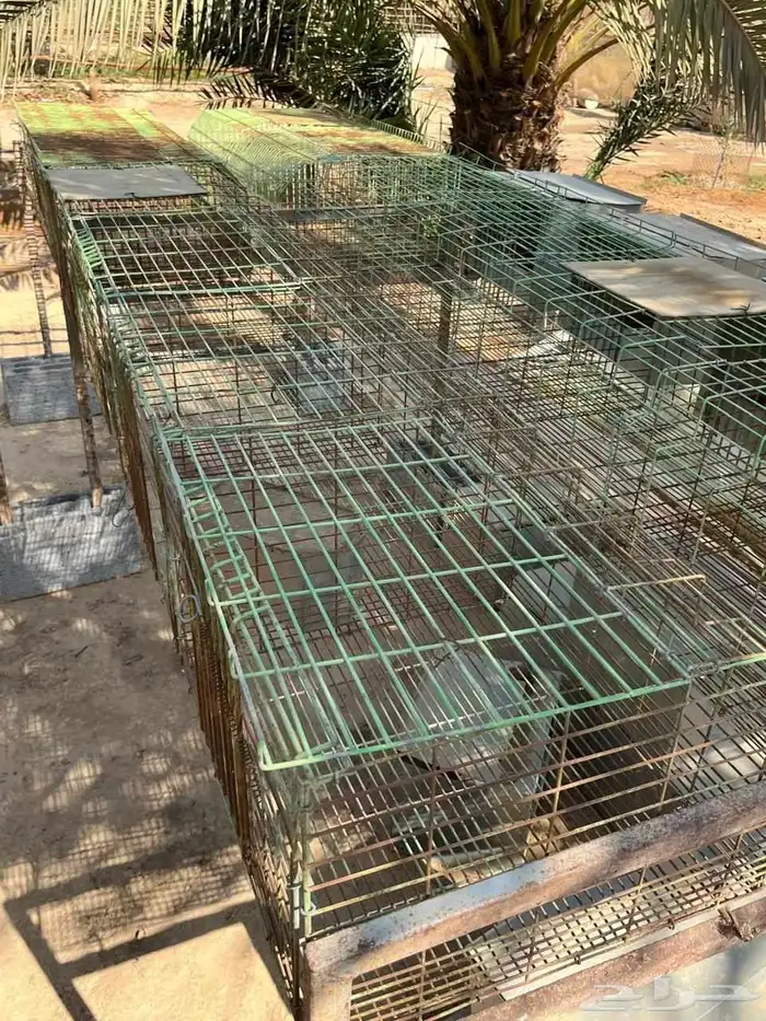 بطارية أرانب 2