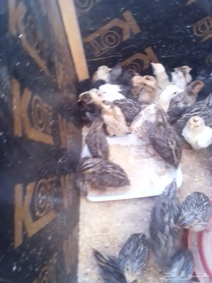 صوص فري ودجاج مشكل بلدي تركي فيومي 5