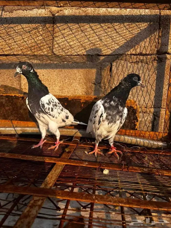 حمام باكستاني للبيع دماء قوية 9