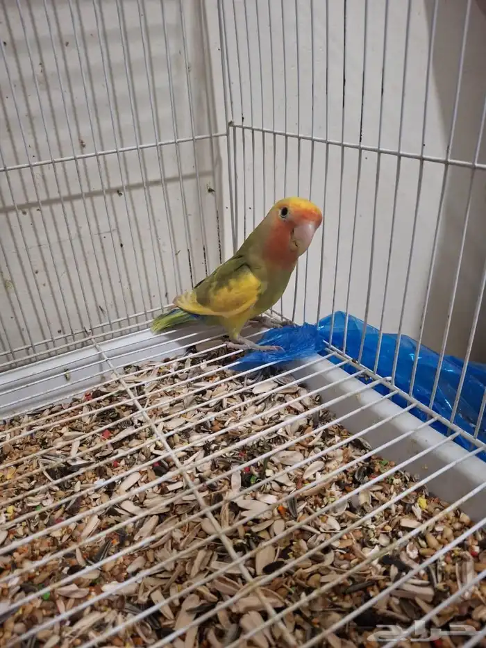 ذكر روز مع تحليل لاتينو اورنج فيس العمر 6 شهور نشبط ومغرد 3