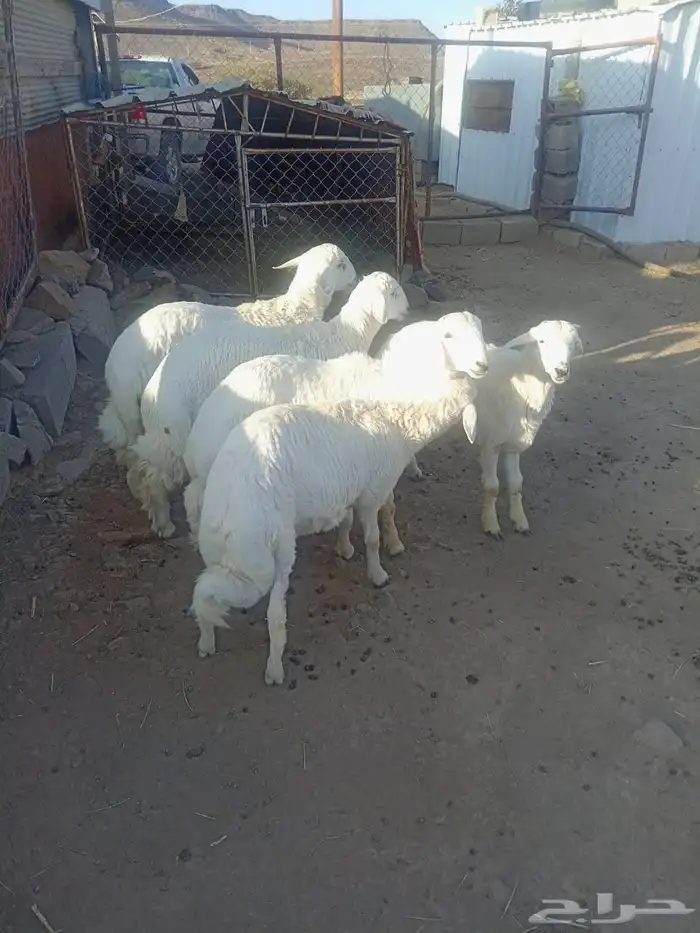 خرفان عمر 5 شهور واكثر الا واحد 4شهور 1