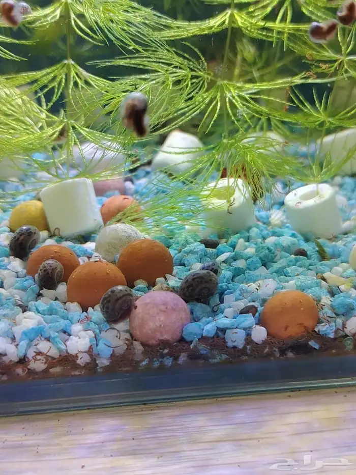 Ramshorn snail and molly fish 0