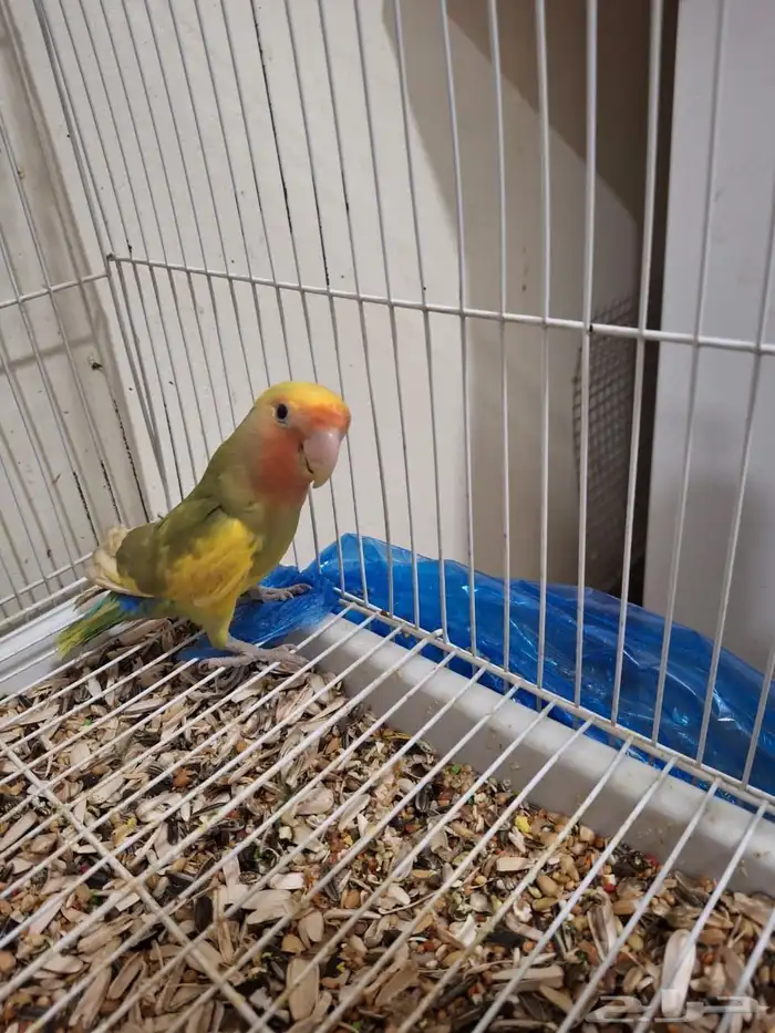 ذكر روز مع تحليل لاتينو اورنج فيس العمر 6 شهور نشبط ومغرد 0