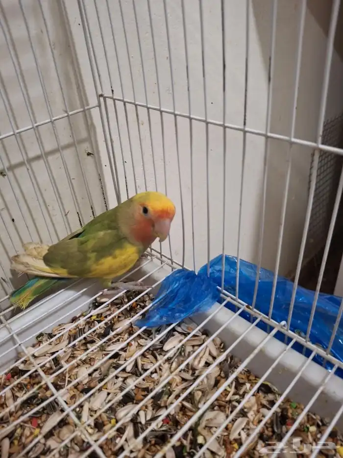 ذكر روز مع تحليل لاتينو اورنج فيس العمر 6 شهور نشبط ومغرد 7