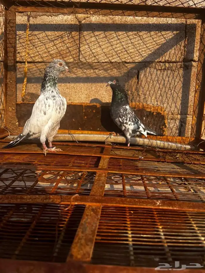 حمام باكستاني للبيع دماء قوية 17