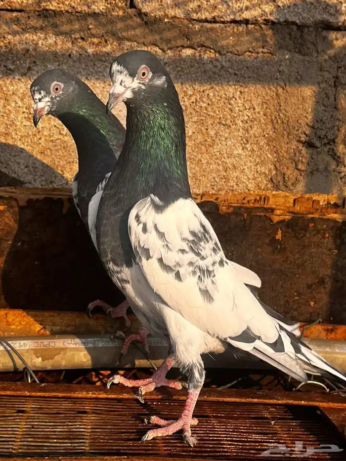 حمام باكستاني للبيع دماء قوية 5