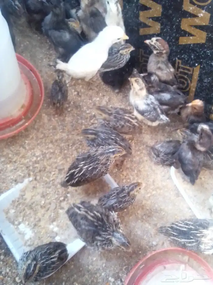 صوص فري ودجاج مشكل بلدي تركي فيومي 3