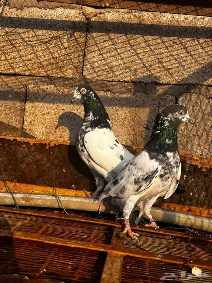 حمام باكستاني للبيع دماء قوية 1