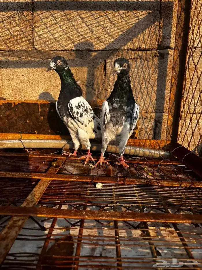 حمام باكستاني للبيع دماء قوية 6