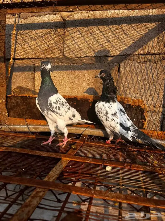 حمام باكستاني للبيع دماء قوية 8