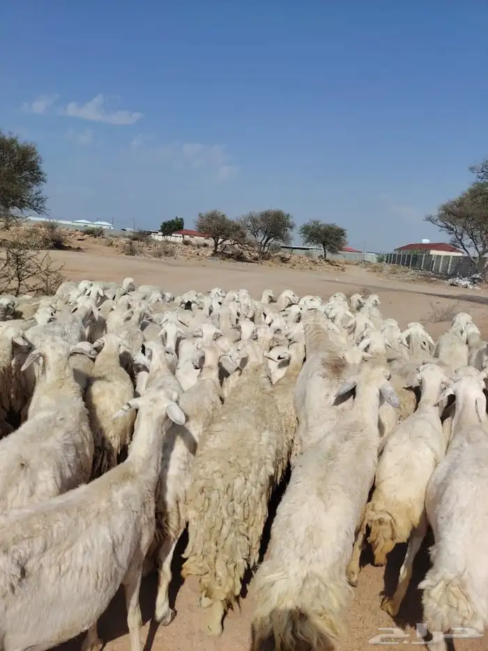 غنم حريه حرش مراح وحد قطعه وحده العداد 110البيع قريب 2