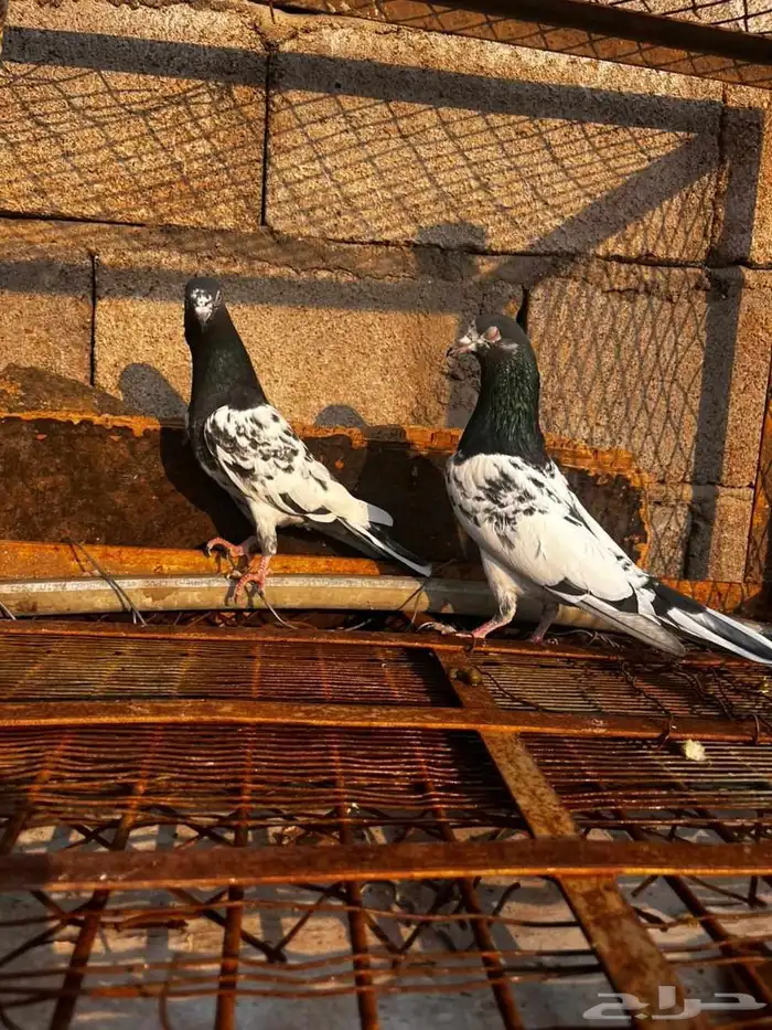 حمام باكستاني للبيع دماء قوية 3