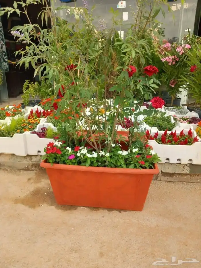 تيل طبيعي واشجار طبيعي وزارع طبيعي 2