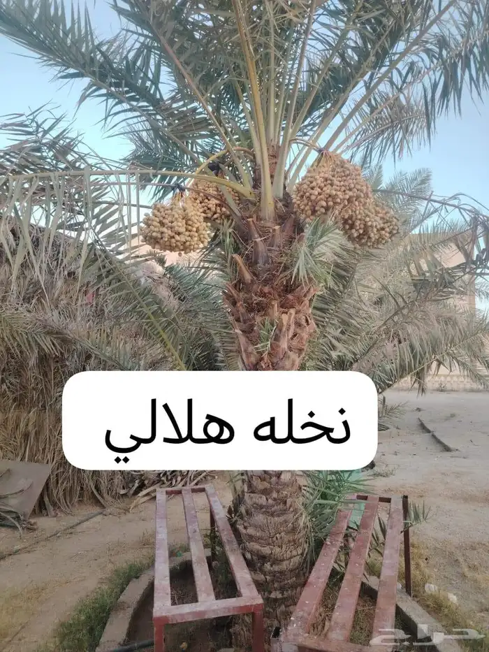 يتوفر لديناء جميع انوع انخيل المثمرة وزينه 8